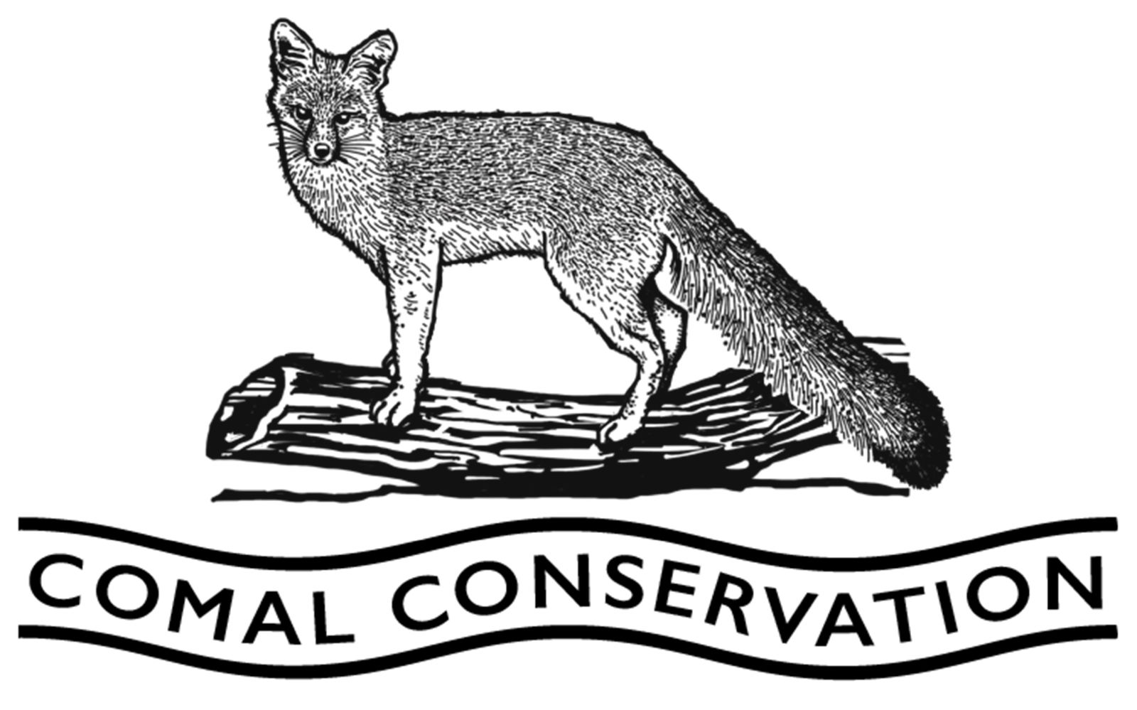 Comal%20Conservation%20-%20Fox.jpg