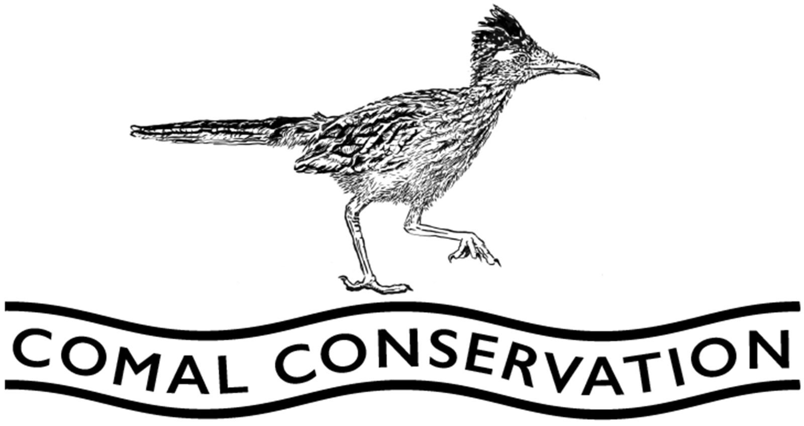 Comal%20Conservation%20-%20Roadrunner(2).jpg