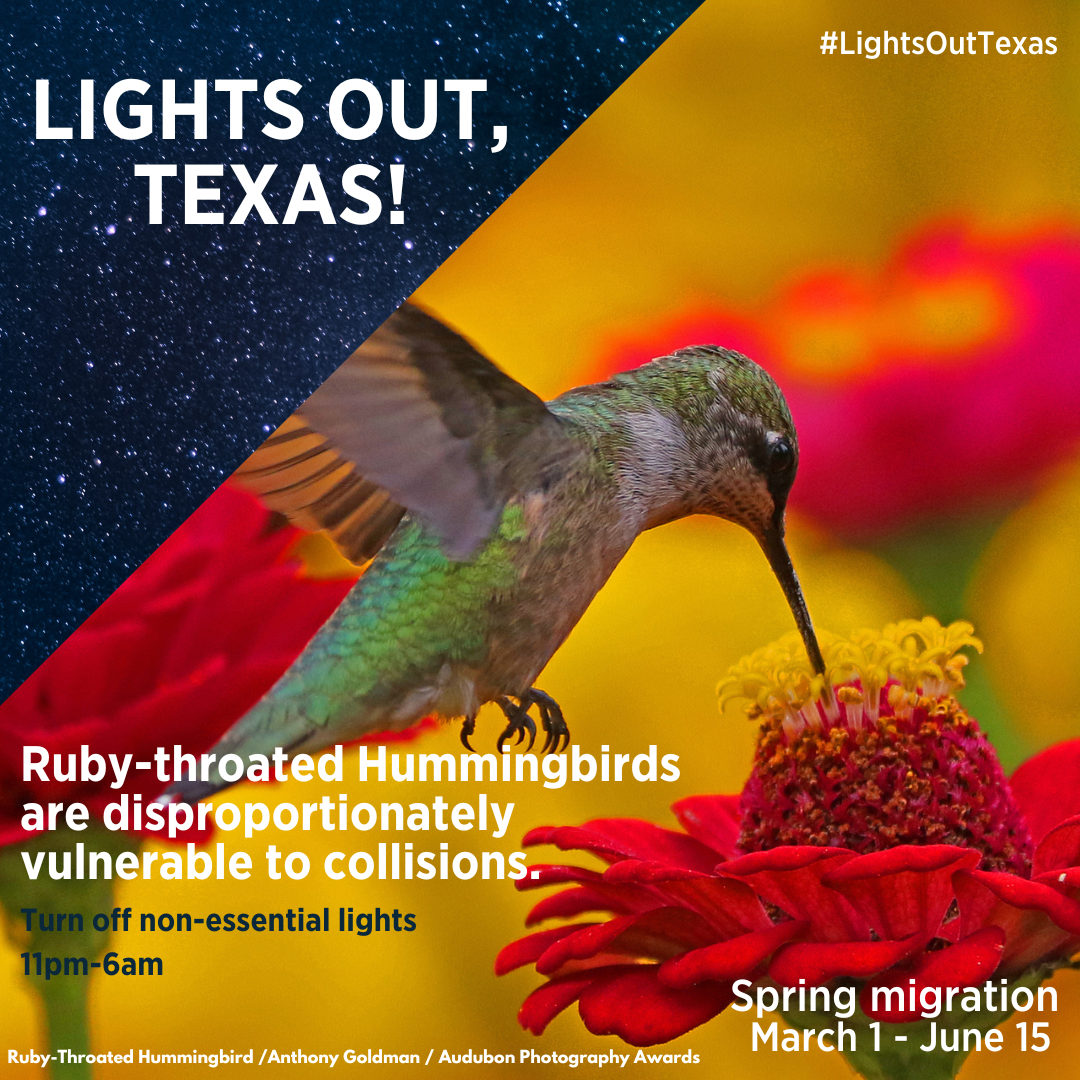 _General%20Migration_Ruby%20Throated%20Humming%20Bird%20(1).png